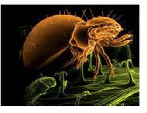 对黑松盆景的定期消毒与病虫害对抗方法