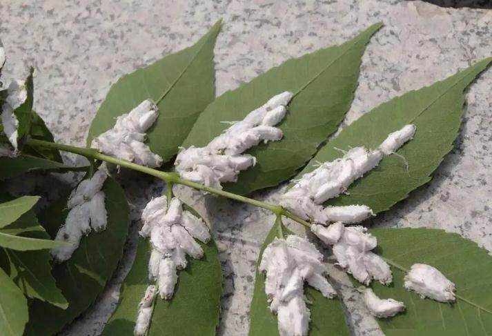 对黑松盆景的定期消毒与病虫害对抗方法