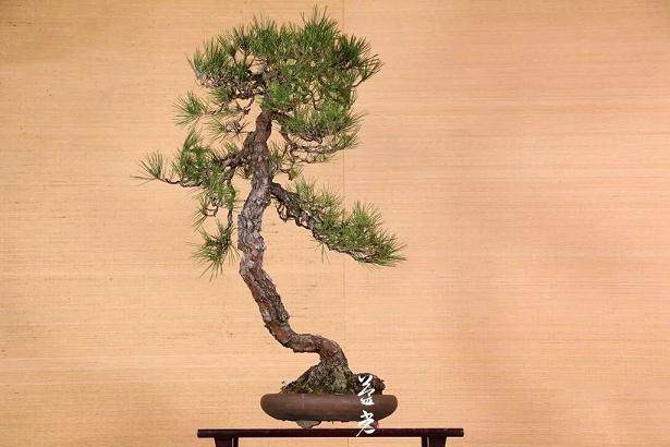 图解 黑松盆景在摘芽前后的8个管理重点