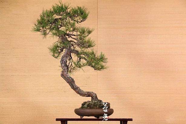 图解 黑松盆景在摘芽前后的8个管理重点