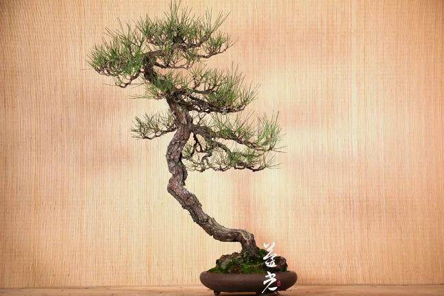 图解 黑松盆景在摘芽前后的8个管理重点