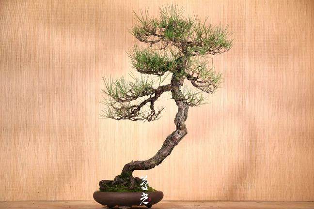 图解 黑松盆景在摘芽前后的8个管理重点