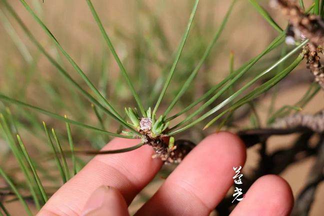 图解 黑松盆景在摘芽前后的8个管理重点