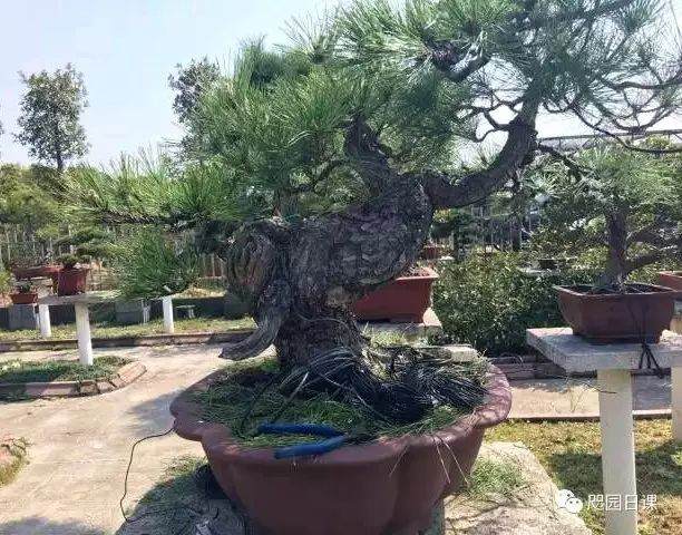 图解 黑松盆景的制作复型记