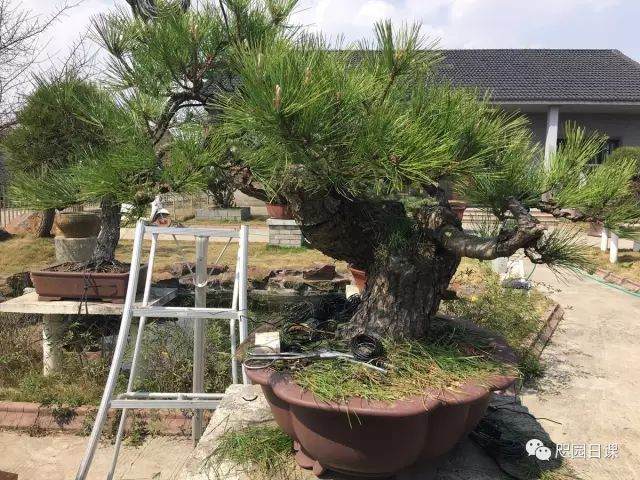 图解 黑松盆景的制作复型记