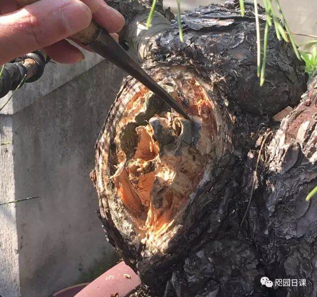 图解 黑松盆景的制作复型记