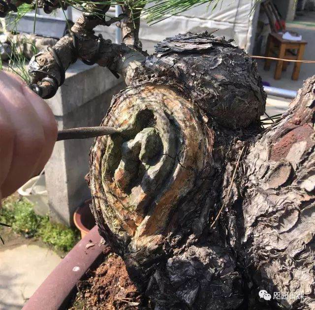 图解 黑松盆景的制作复型记