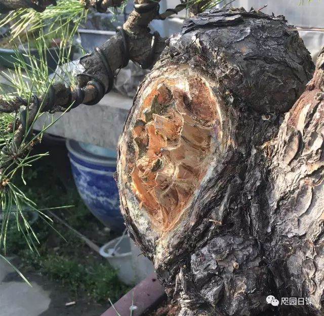 图解 黑松盆景的制作复型记