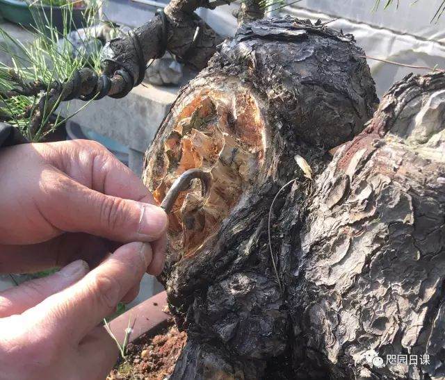 图解 黑松盆景的制作复型记