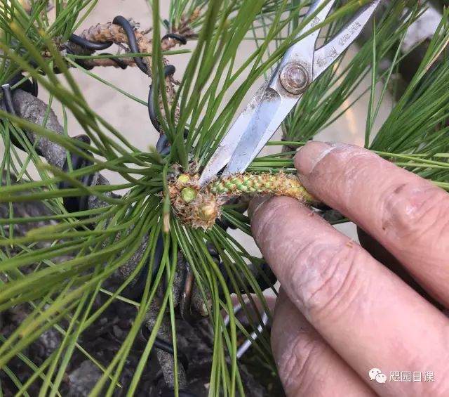 图解 黑松盆景的制作复型记