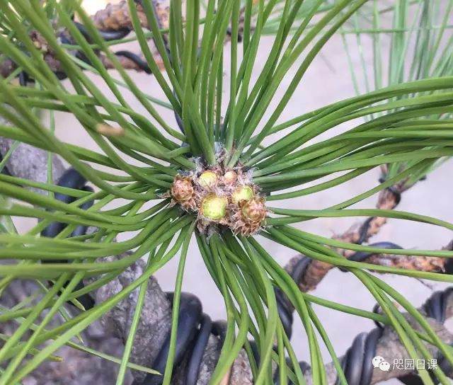 图解 黑松盆景的制作复型记