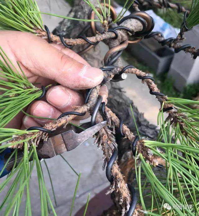 图解 黑松盆景的制作复型记