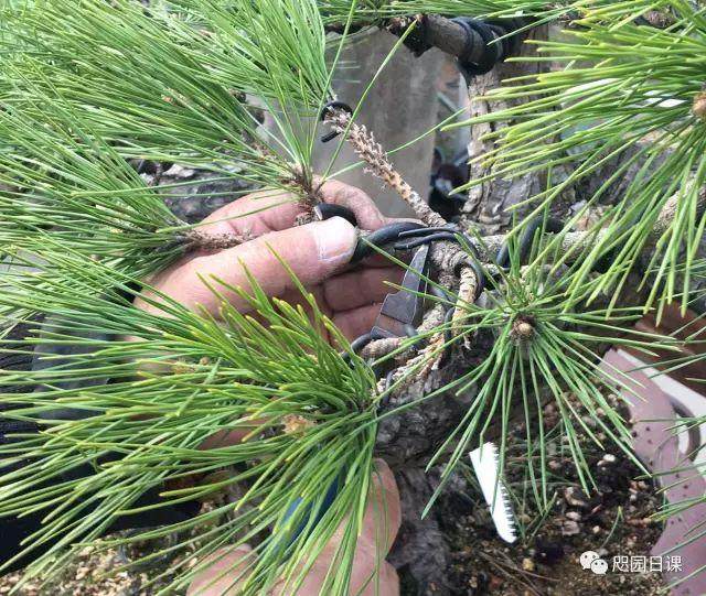 图解 黑松盆景的制作复型记