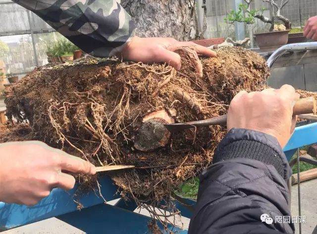 图解 黑松盆景的制作复型记