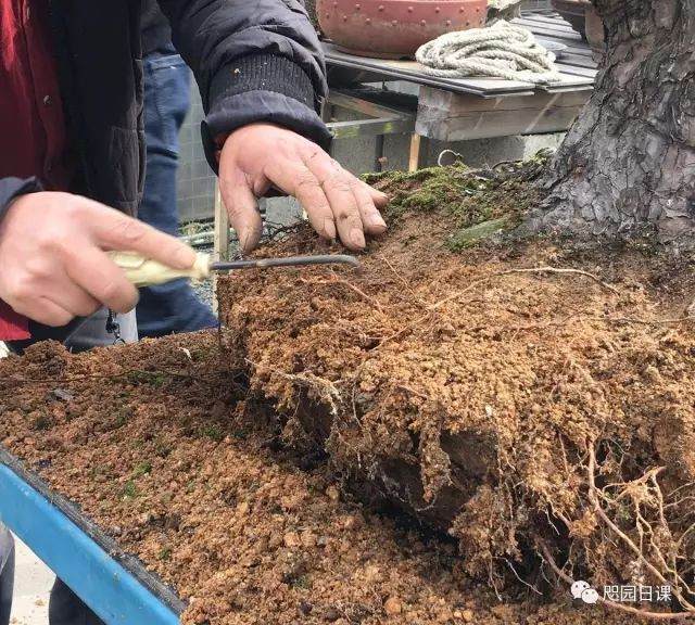 图解 黑松盆景的制作复型记