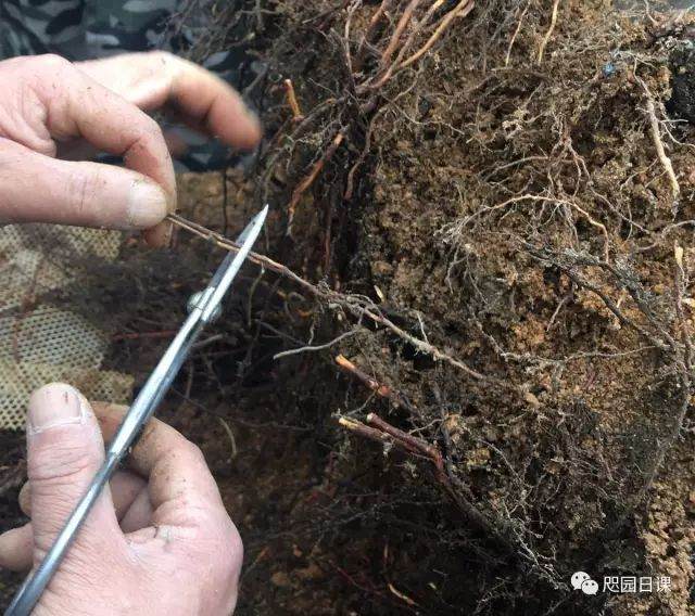 图解 黑松盆景的制作复型记