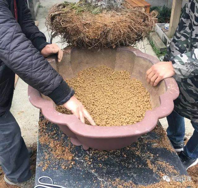 图解 黑松盆景的制作复型记