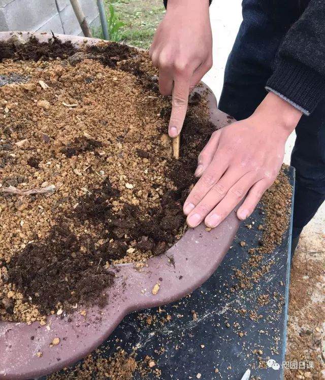 图解 黑松盆景的制作复型记