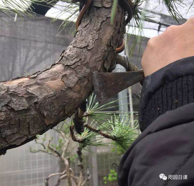 图解 黑松盆景的制作复型记