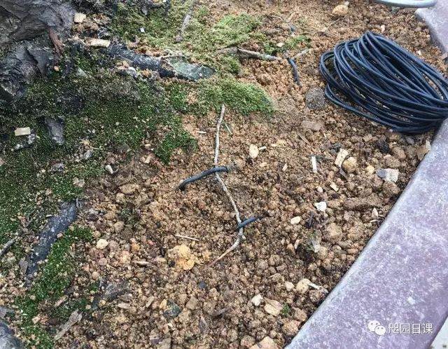 图解 黑松盆景的制作复型记