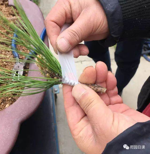 图解 黑松盆景的制作复型记