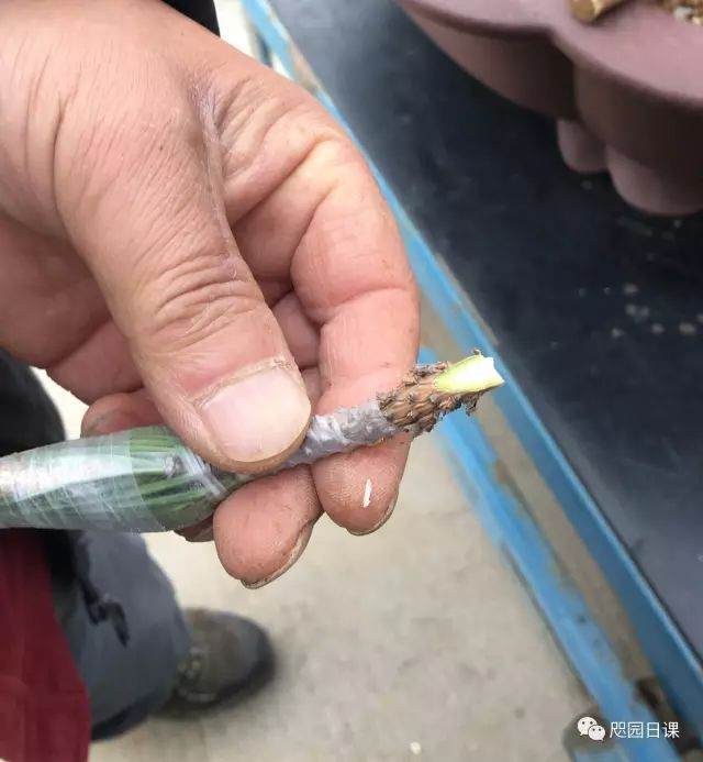 图解 黑松盆景的制作复型记