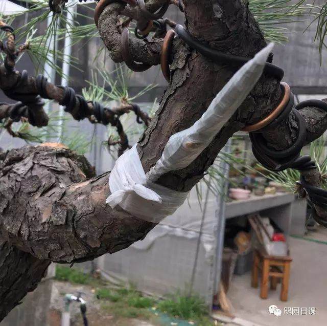 图解 黑松盆景的制作复型记