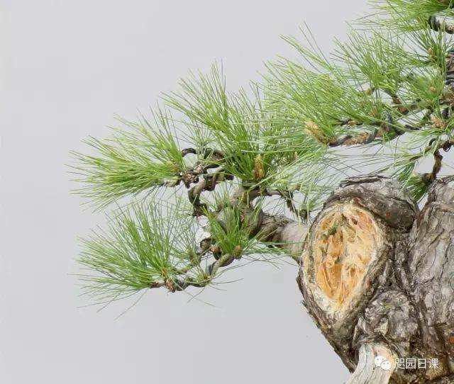 图解 黑松盆景的制作复型记