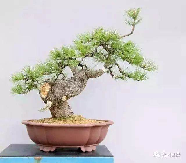 图解 黑松盆景的制作复型记