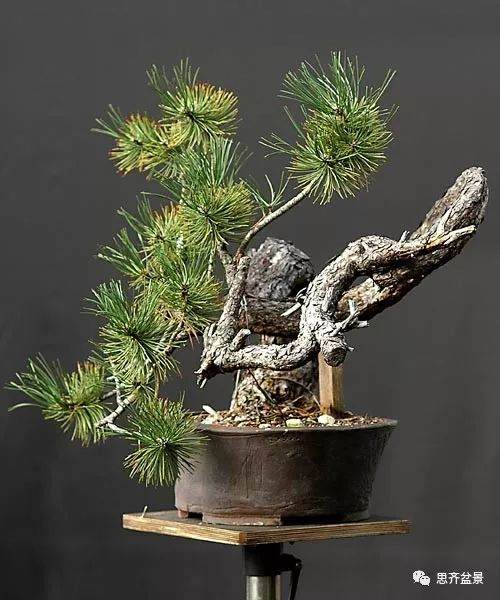 图解 黑松盆景《蛟龙探海》的制作过程