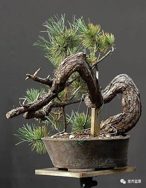 图解 黑松盆景《蛟龙探海》的制作过程