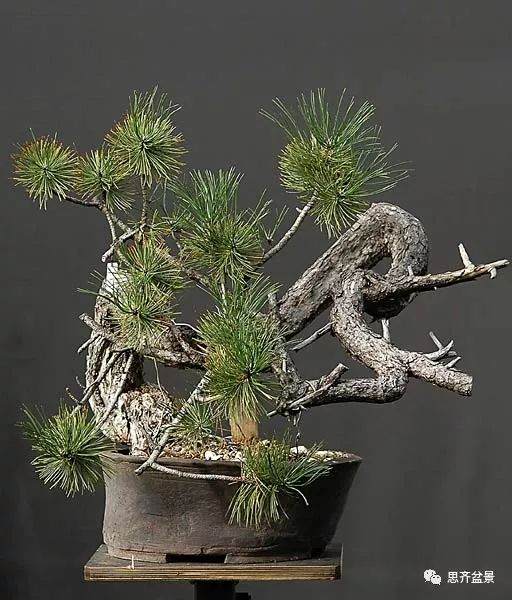 图解 黑松盆景《蛟龙探海》的制作过程