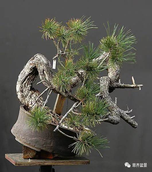 图解 黑松盆景《蛟龙探海》的制作过程