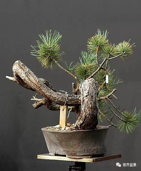 图解 黑松盆景《蛟龙探海》的制作过程