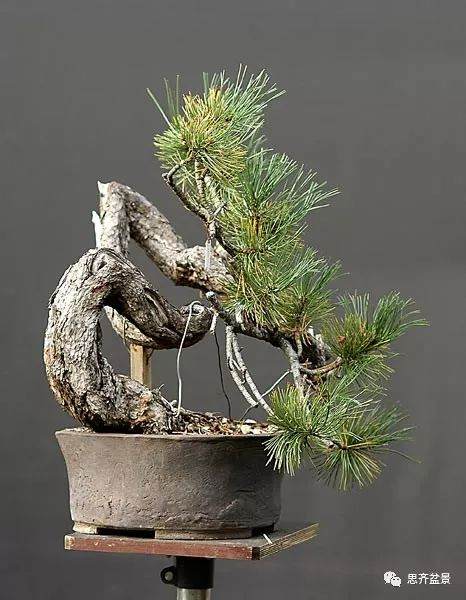 图解 黑松盆景《蛟龙探海》的制作过程