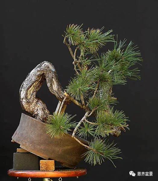 图解 黑松盆景《蛟龙探海》的制作过程