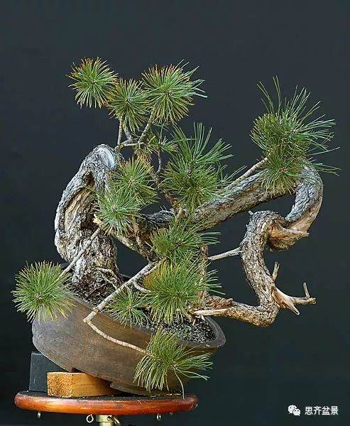 图解 黑松盆景《蛟龙探海》的制作过程