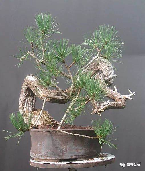 图解 黑松盆景《蛟龙探海》的制作过程