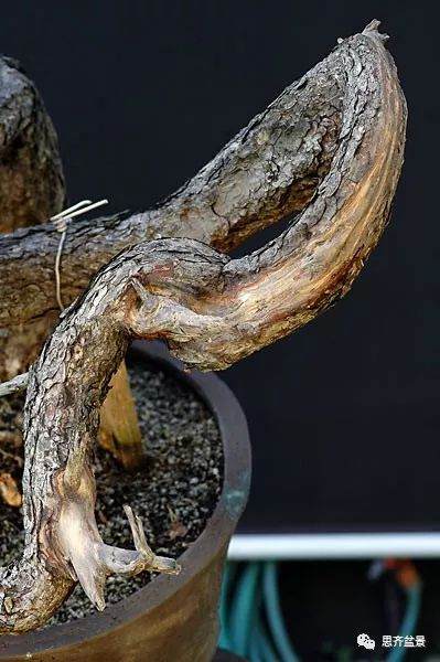 图解 黑松盆景《蛟龙探海》的制作过程
