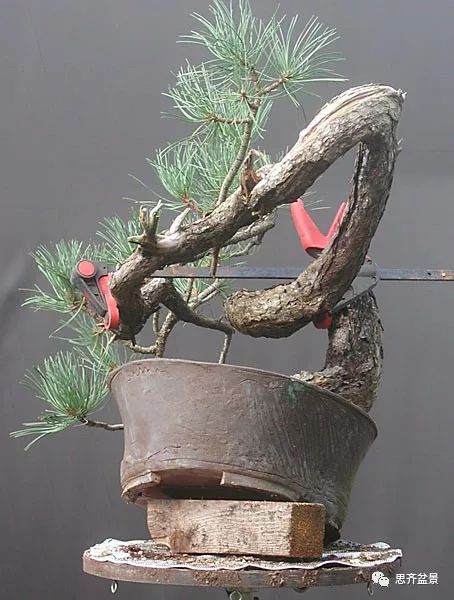 图解 黑松盆景《蛟龙探海》的制作过程