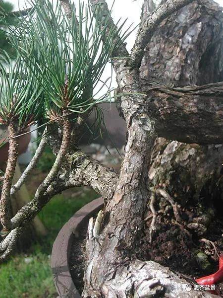 图解 黑松盆景《蛟龙探海》的制作过程