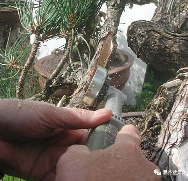 图解 黑松盆景《蛟龙探海》的制作过程