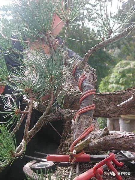 图解 黑松盆景《蛟龙探海》的制作过程