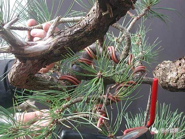 图解 黑松盆景《蛟龙探海》的制作过程