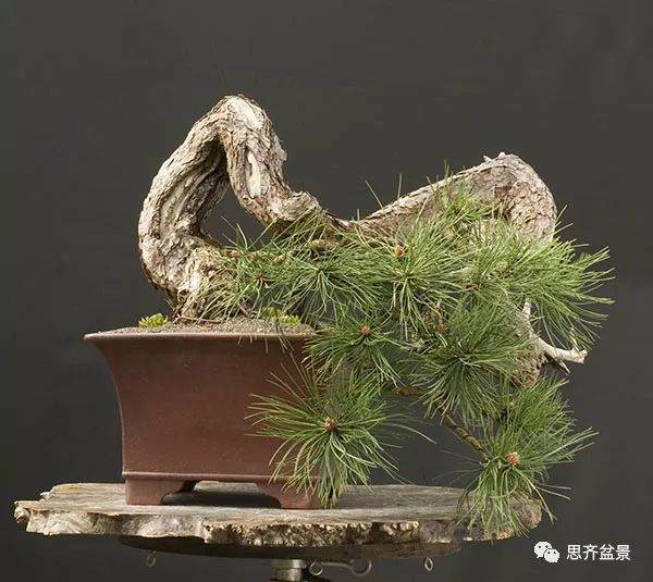 图解 黑松盆景《蛟龙探海》的制作过程