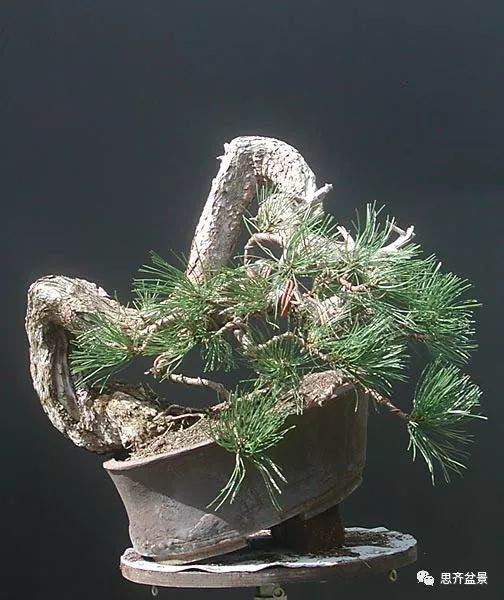 图解 黑松盆景《蛟龙探海》的制作过程