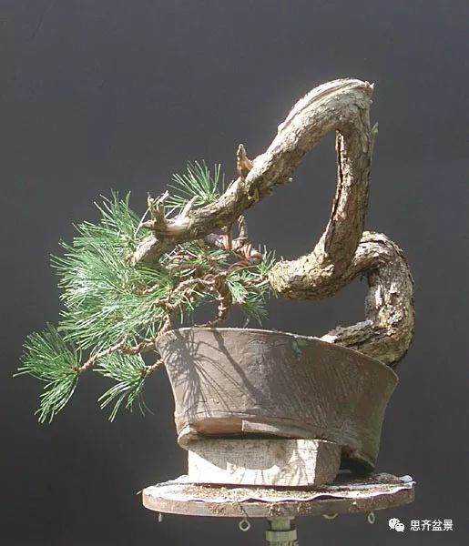 图解 黑松盆景《蛟龙探海》的制作过程