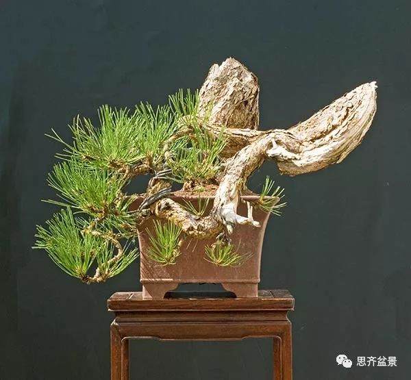 图解 黑松盆景《蛟龙探海》的制作过程