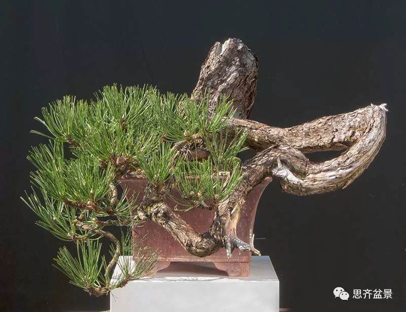 图解 黑松盆景《蛟龙探海》的制作过程