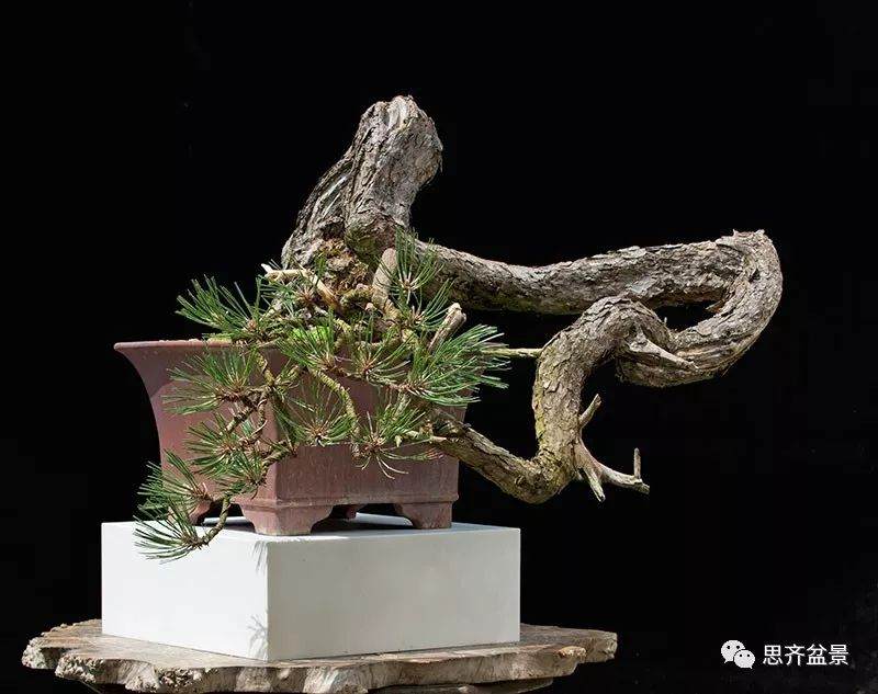 图解 黑松盆景《蛟龙探海》的制作过程